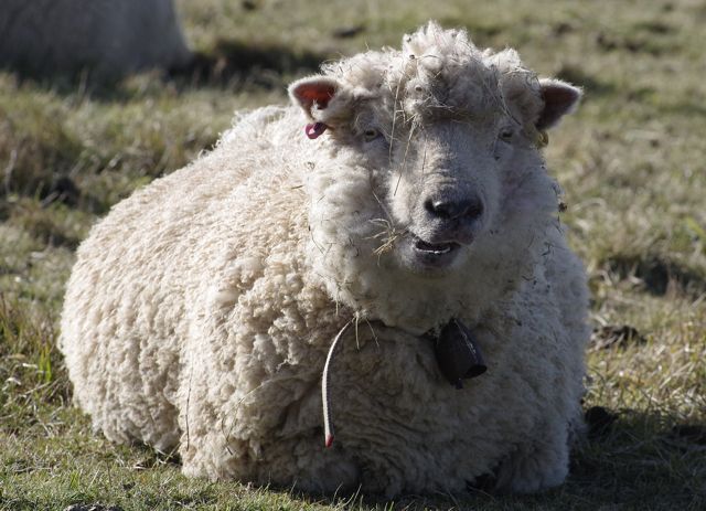 Merino Schaf für beste Schafschurwolle