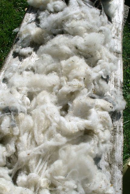 Schafschurwolle, Rohwolle, Wolle, Wolle gut gegen Rheuma